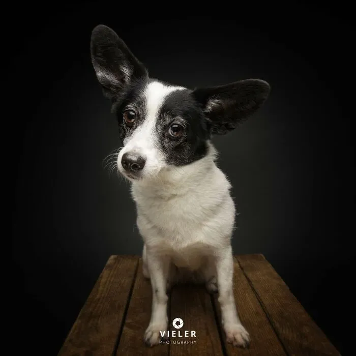 This Photographer Captured 41 New Portraits Of Senior Dogs Showing They Aged Gracefully