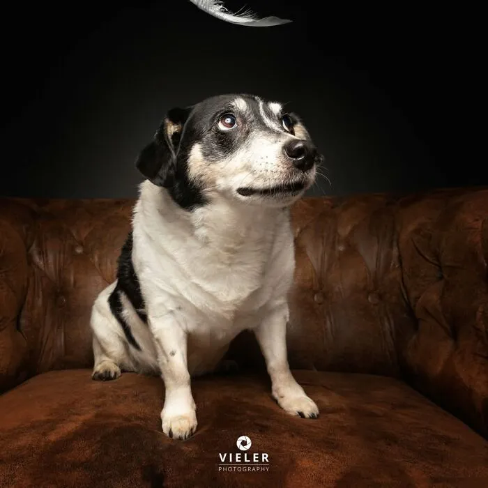 This Photographer Captured 41 New Portraits Of Senior Dogs Showing They Aged Gracefully