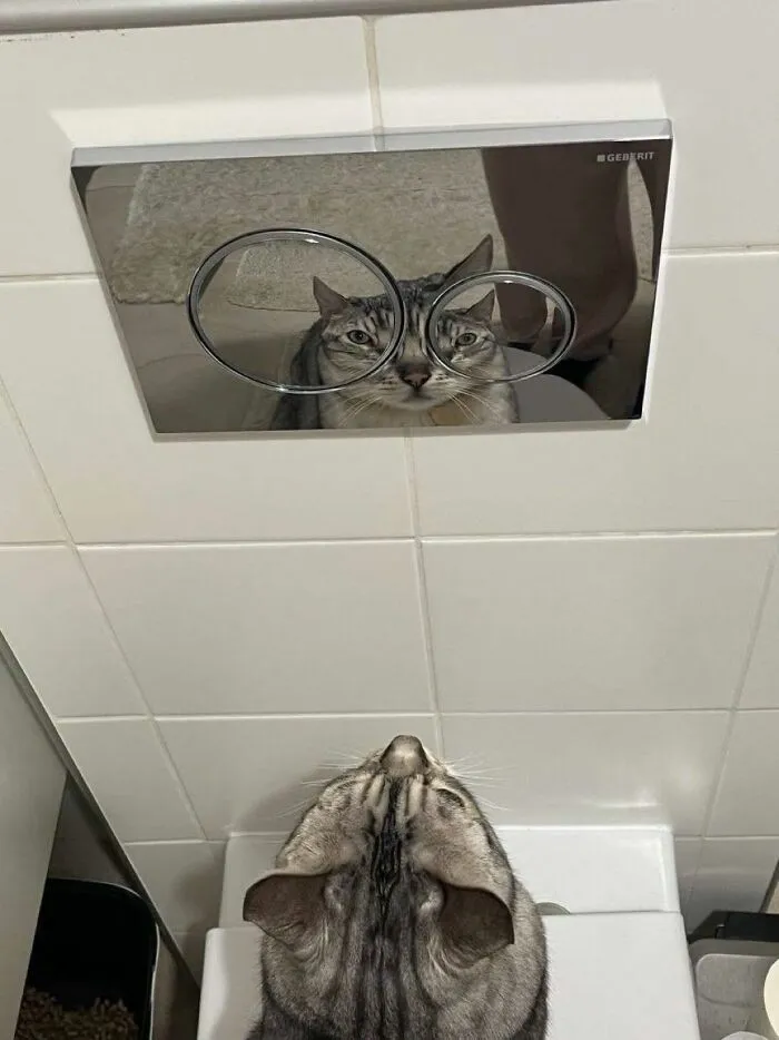 Cat reflecting and looking curiously at flush button in bathroom