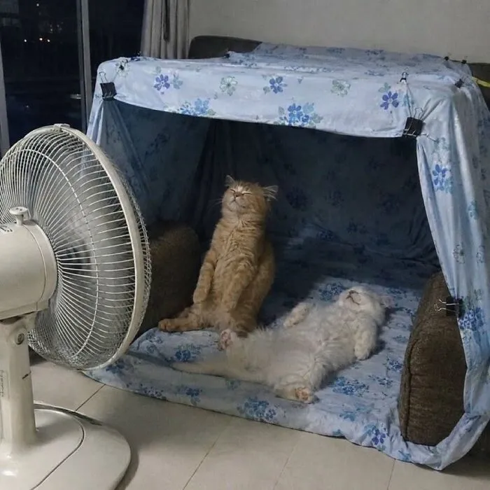Two cats relaxing inside a makeshift tent with a fan blowing on them