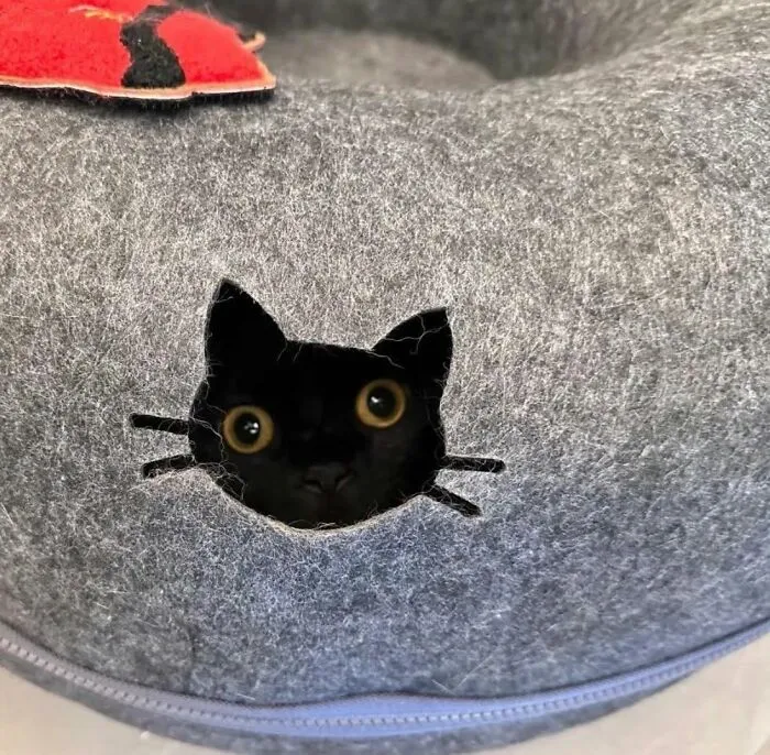 Black cat peeking through a cat-shaped hole in a gray felt cat bed