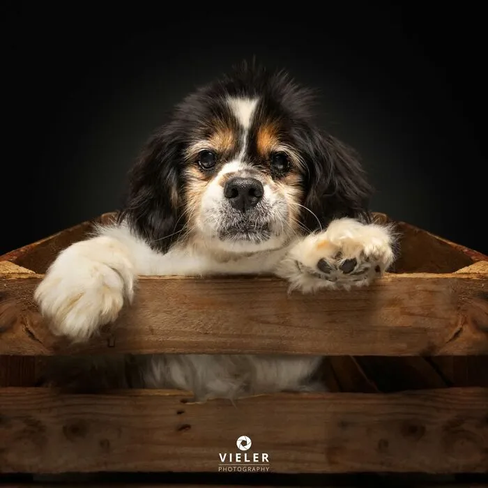 This Photographer Captured 41 New Portraits Of Senior Dogs Showing They Aged Gracefully