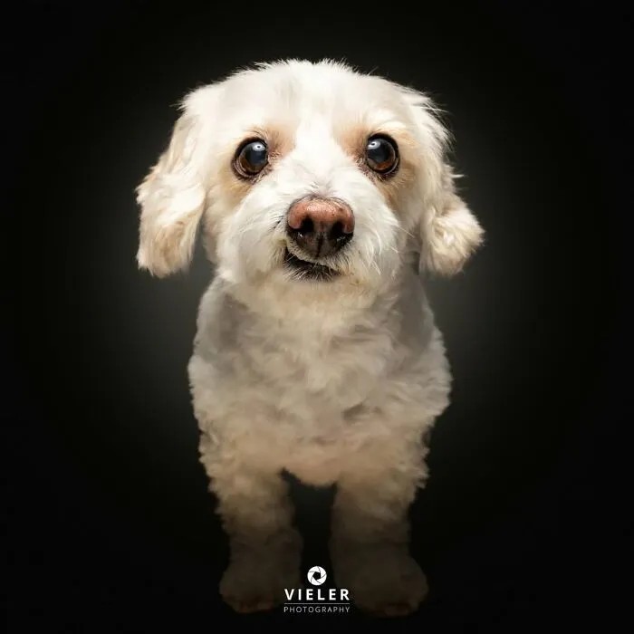A fluffy white senior dog with big, expressive eyes by Christian Vieler, embodying love and loyalty.