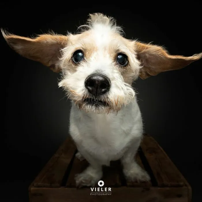 This Photographer Captured 41 New Portraits Of Senior Dogs Showing They Aged Gracefully