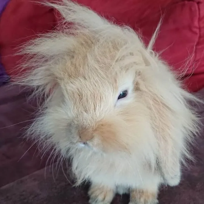 Fluffy bunny with tousled hair sitting against a red background