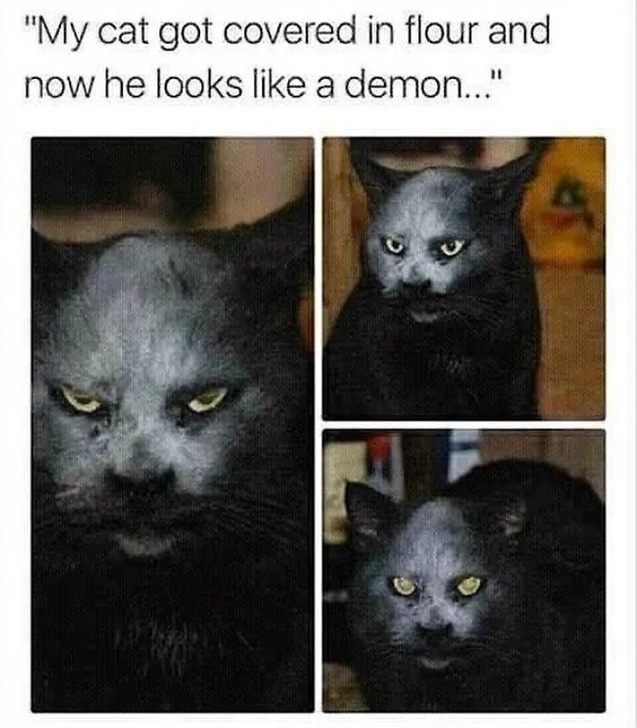 48 Of The Funniest Cat Memes Shared By This Page That Are Impossible Not To Laugh At