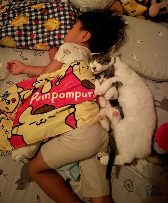 Child sleeping with two cats hugging on decorated bed