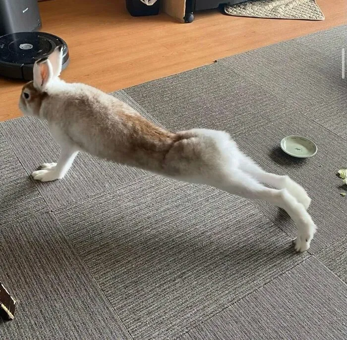 Rabbit stretching on carpeted floor near robot vacuum