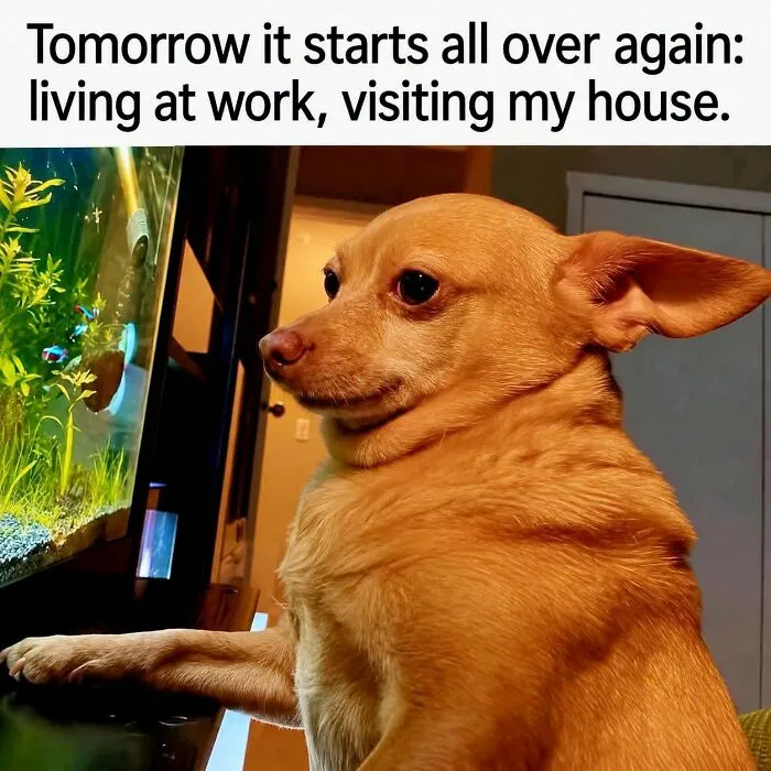 36 Funny Memes With A Side Of Sarcasm As It’s The Only Way To Cope With Having To Work