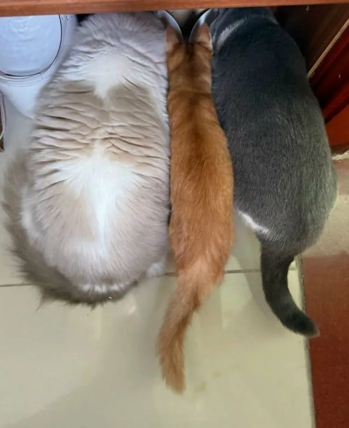 Three cats eating side by side showing animals comedy in everyday moments
