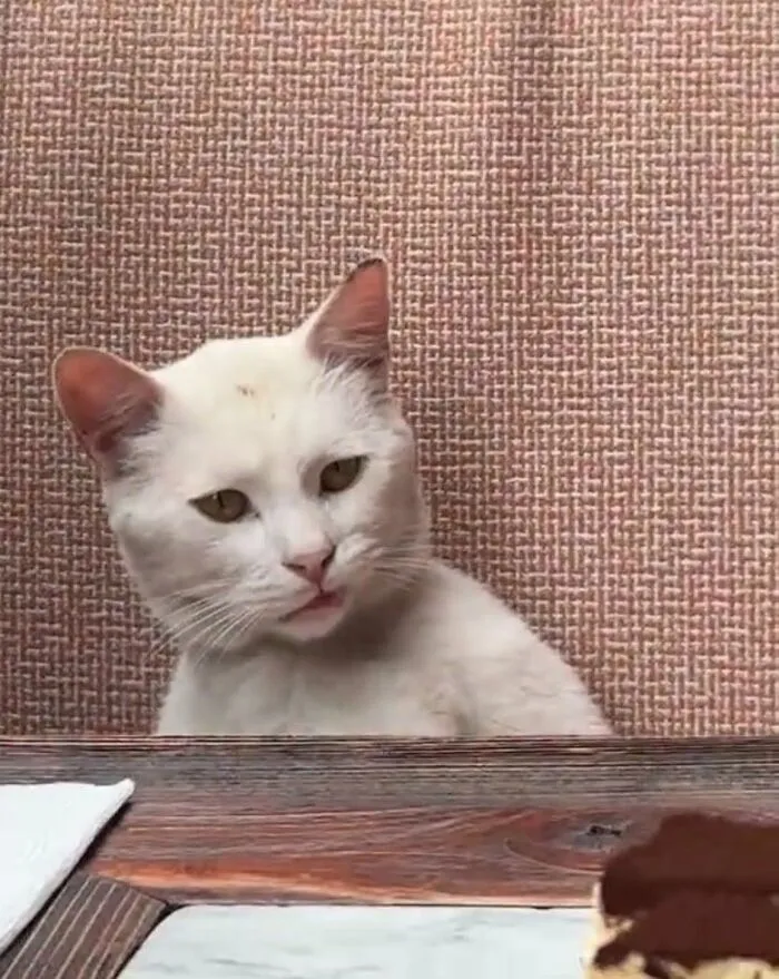 White cat making a funny face at a table with textured background