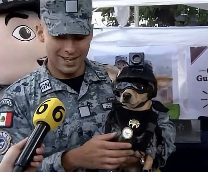 Soldier holding a dog in military gear during an animal event