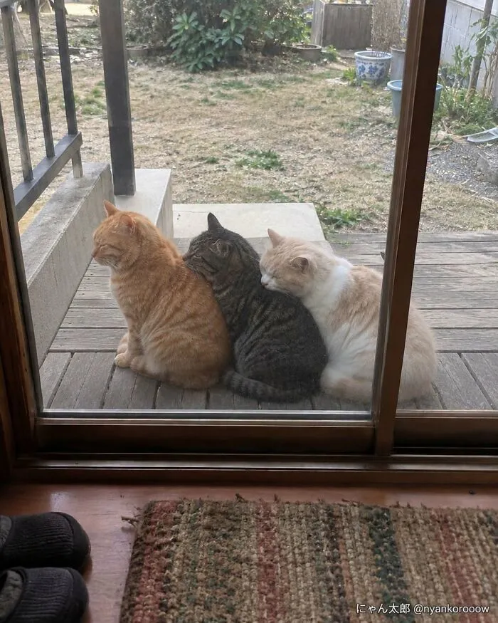 Three cats lined up closely outside a glass door