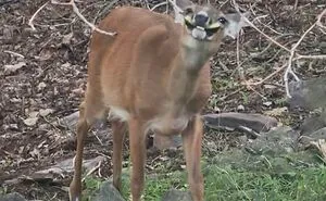 95 Times People Failed Miserably At Capturing Wildlife, And Made Something Absolutely Hilarious