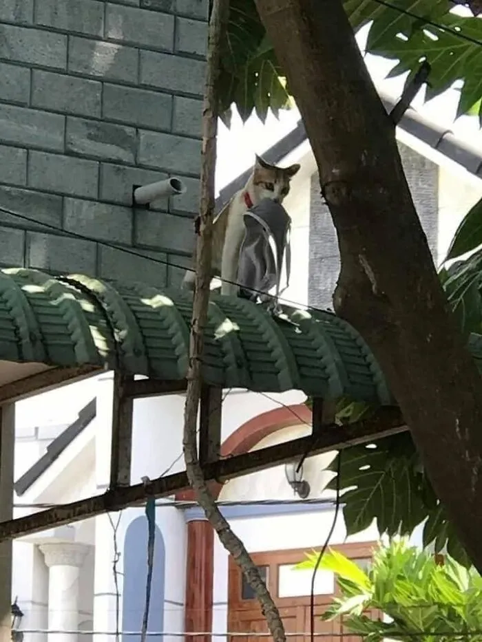 Cat on roof holding a shoe with mouth showing animals comedy talent