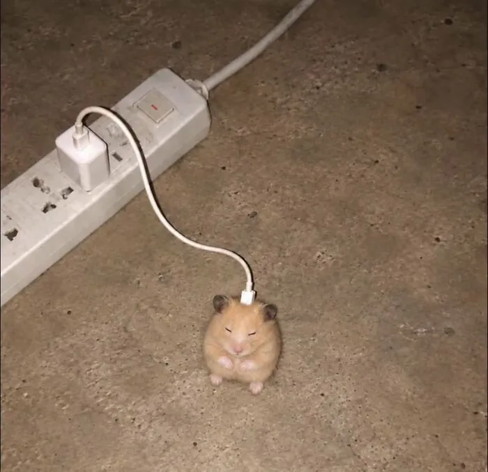 Animals Have A Talent For Turning Ordinary Moments Into Comedy, And These Pics Prove It (35 New Pics)