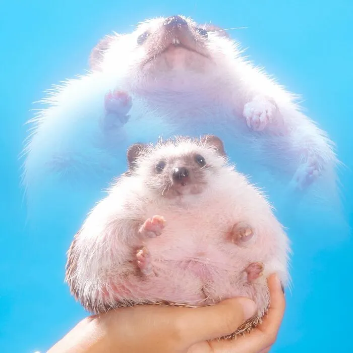 30 Family Portraits That Prove There’s No Such Thing As Too Much Photoshop