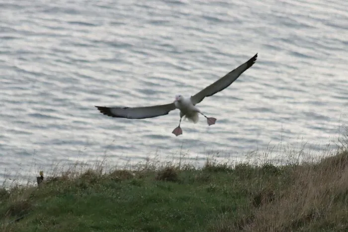 Wildlife photo of a seabird flying low over coastal grassland