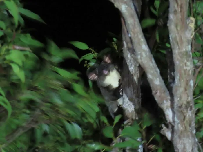 Nighttime wildlife photo of a small animal peeking from tree branches