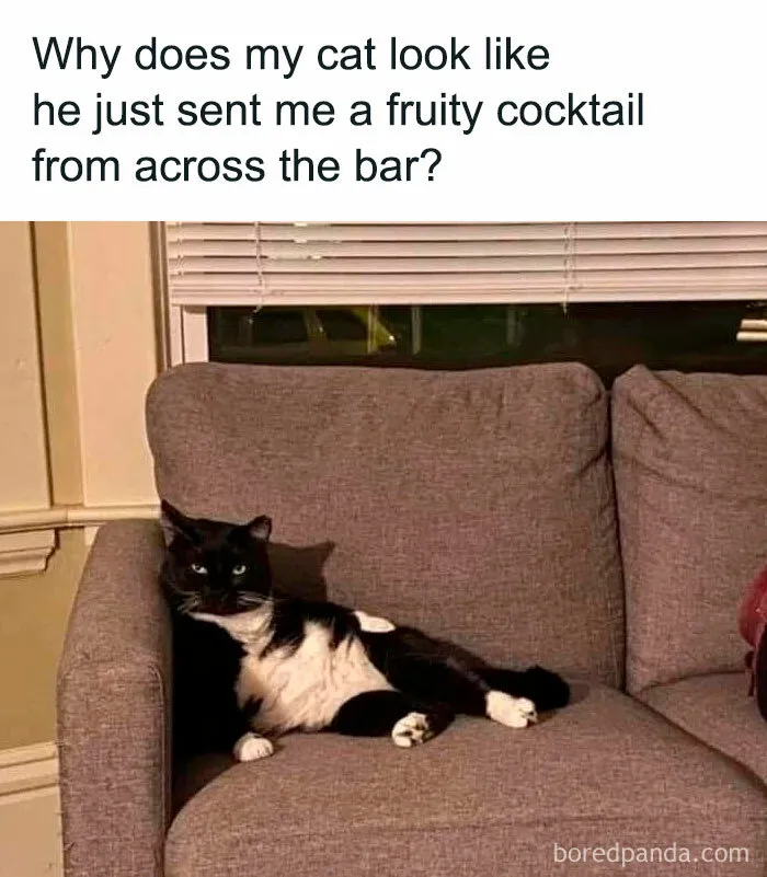 78 Funny Animal Memes That Might Just Improve Your Mood