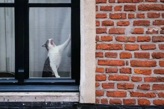 This Street Photographer Took 26 Pics Capturing Animals’ Odd And Hilarious Moments