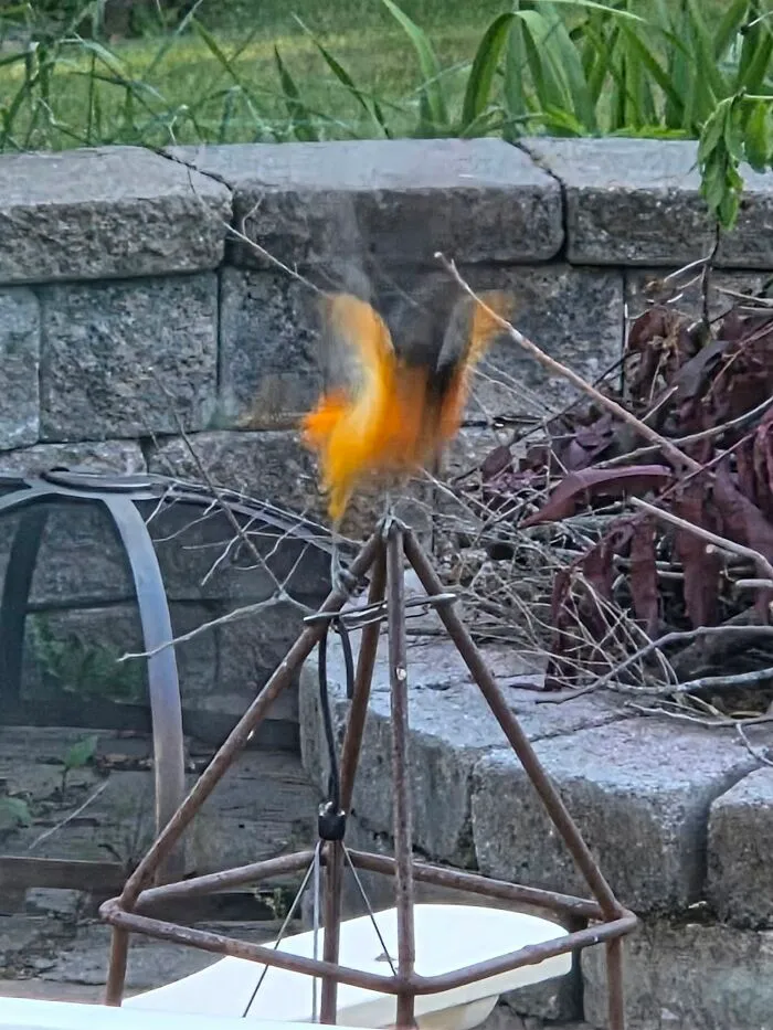 Blurry wildlife photo of an orange bird landing on a garden structure