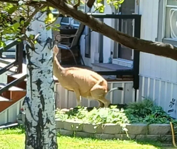 Wildlife photo of deer standing near house in sunny yard