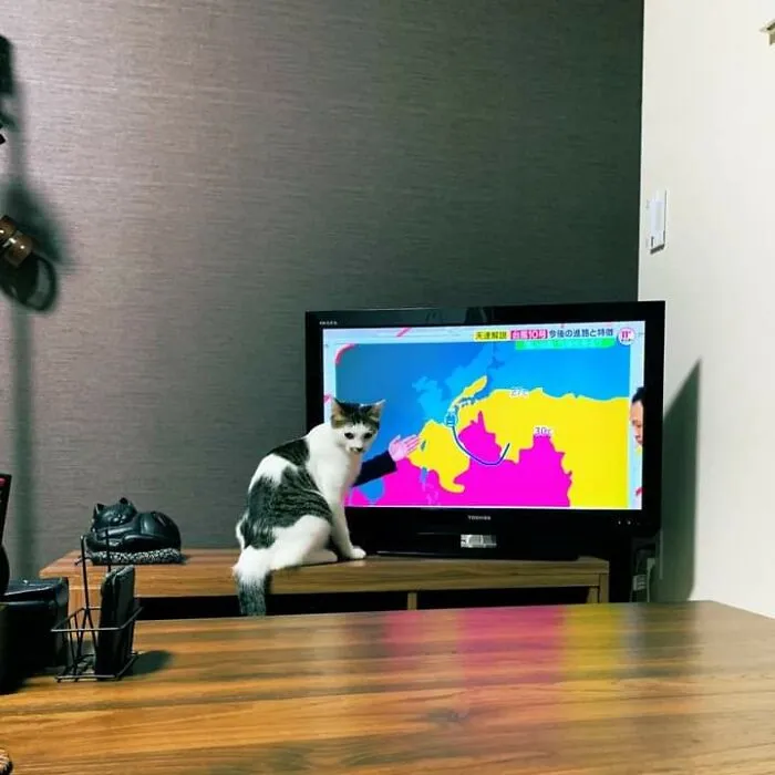 Cat sitting on a TV stand, blending perfectly with a weather broadcast graphic.