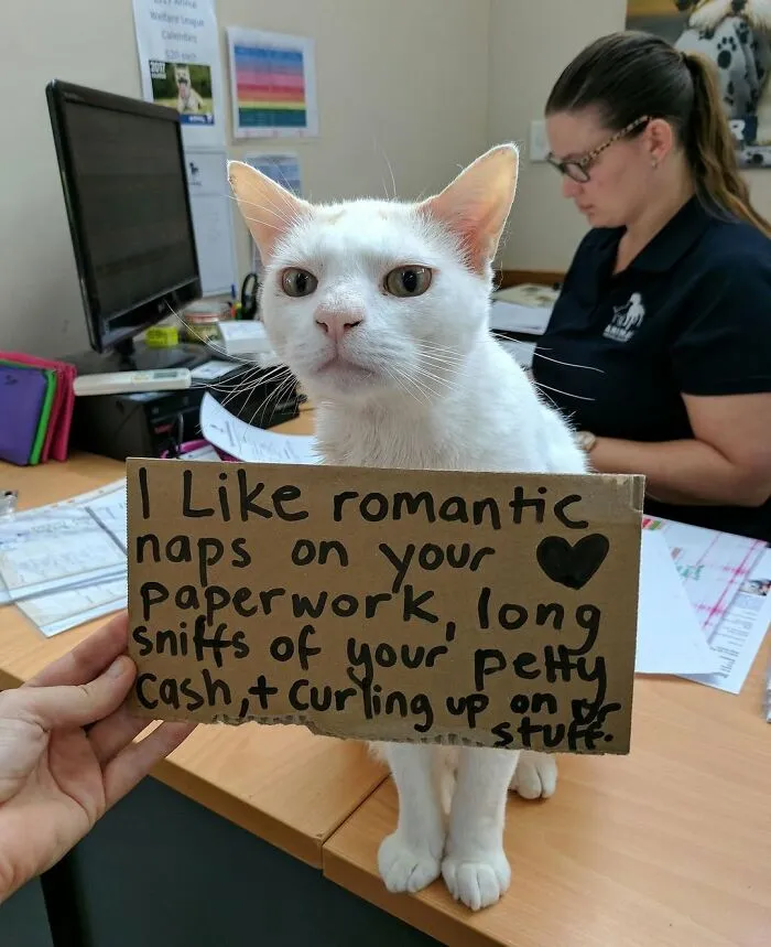 44 Times Cats Took On Real Jobs With Very Questionable Work Ethics, As Shared By This Page