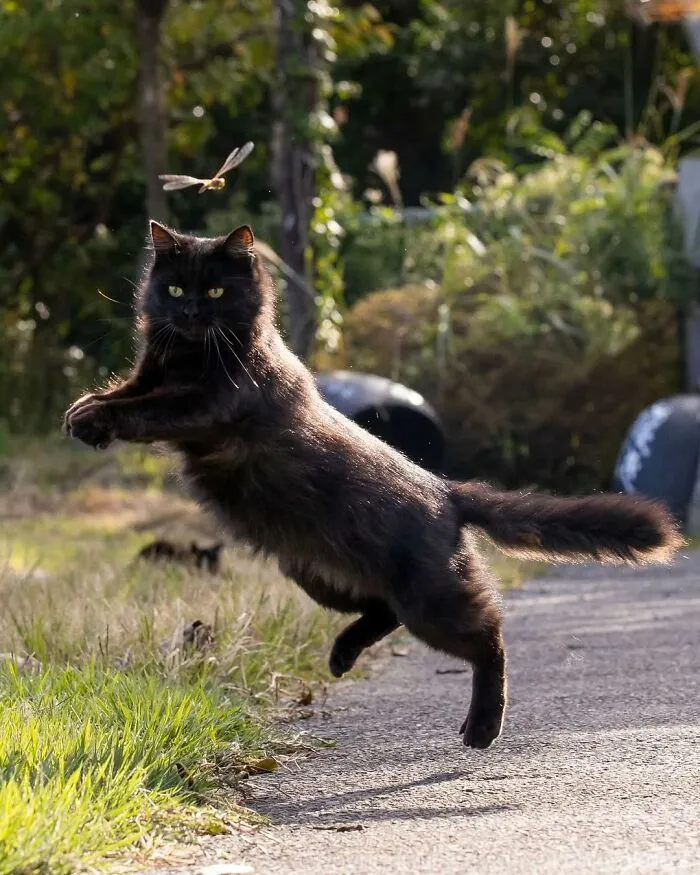 50 Black Cats Caught In Funny, Curious, And Unexpected Moments By Masayuki Oki