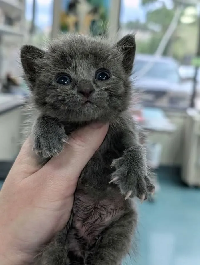 This Page Shared 45 Pics Of Cats Who Turned Routine Vet Visits Into Comedy
