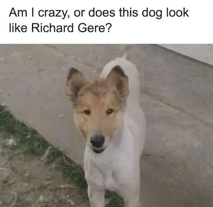 A dog meme with a human-like face, resembling Richard Gere, looking directly at the camera.