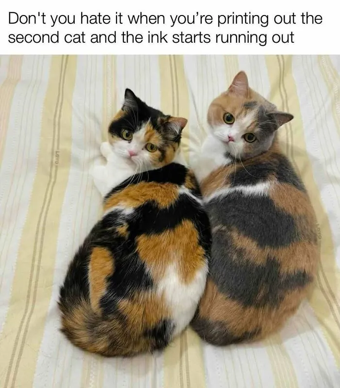 70 Funny Cat Memes Shared By This Page To Send Your Furry Friend And Lift Your Spirits