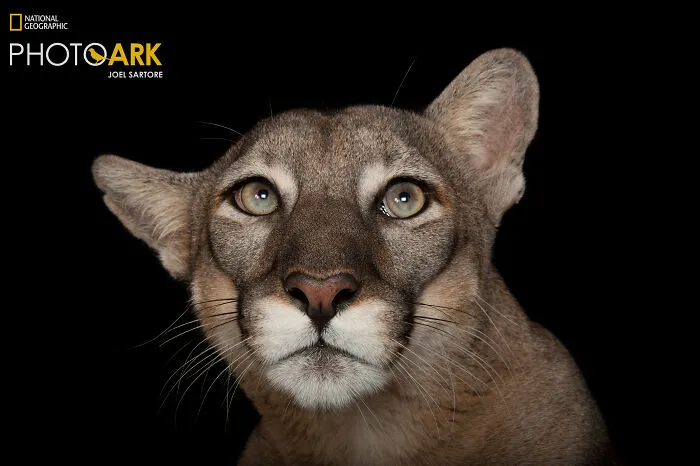 Florida Panther