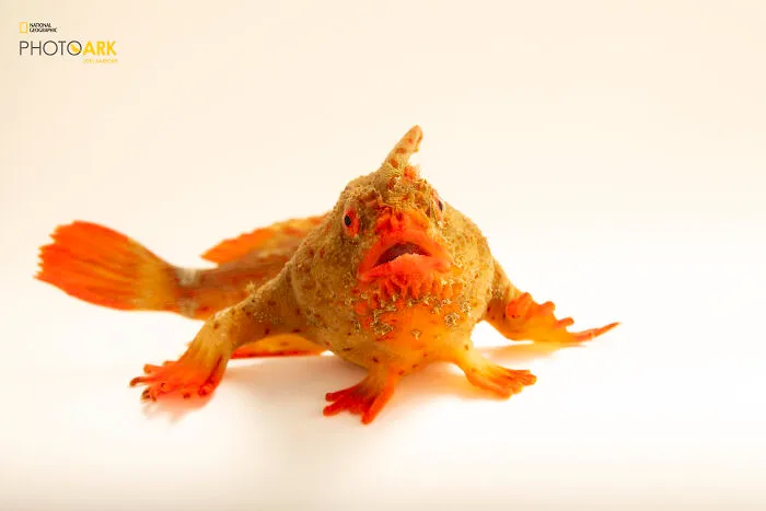 Female Red Handfish