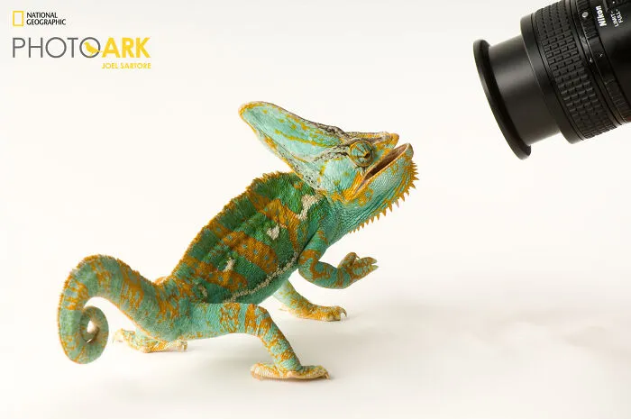 Veiled Chameleon