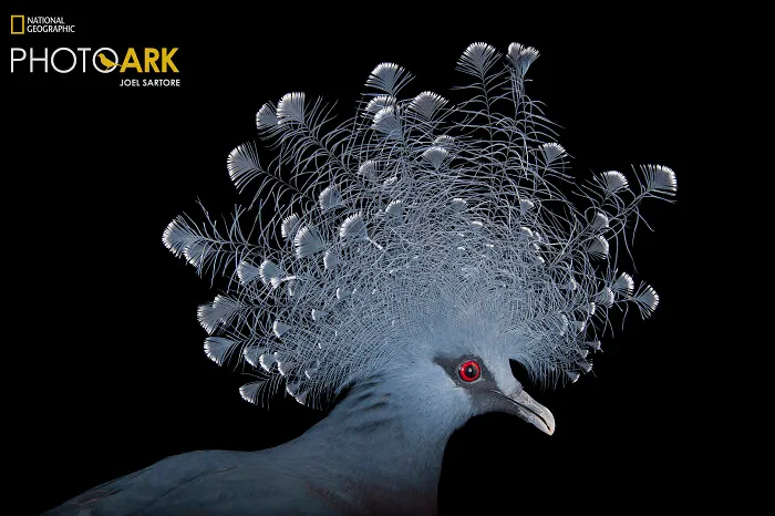 Victoria Crowned Pigeon