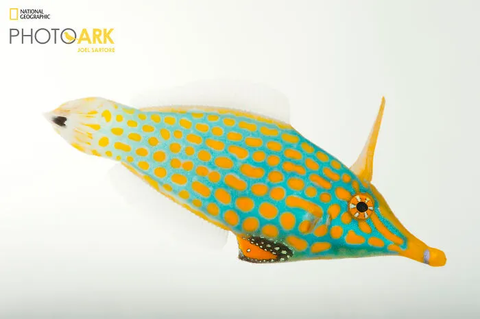 Orange Spotted Filefish