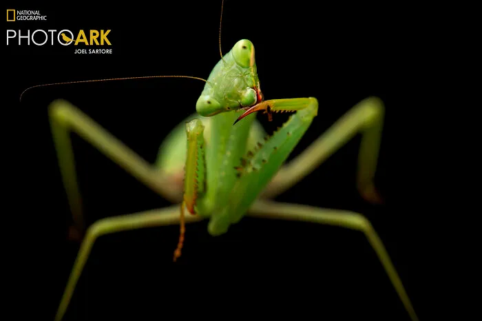 Springbok Mantis