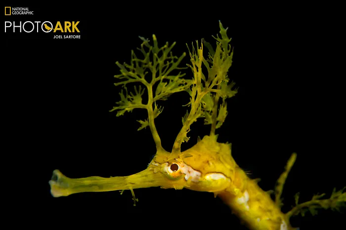 Ribboned Pipefish