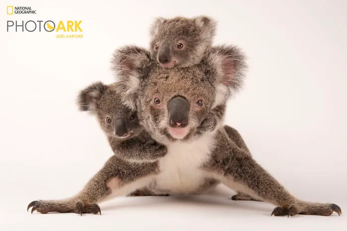 Koalas