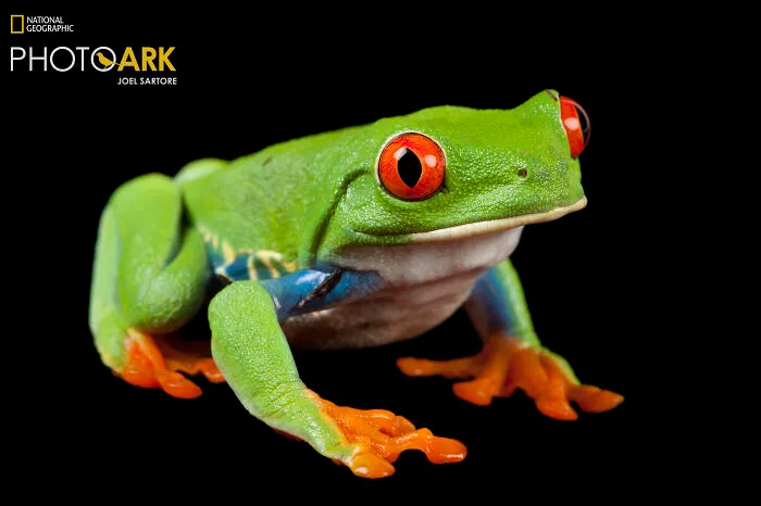 Red Eyed Tree Frog