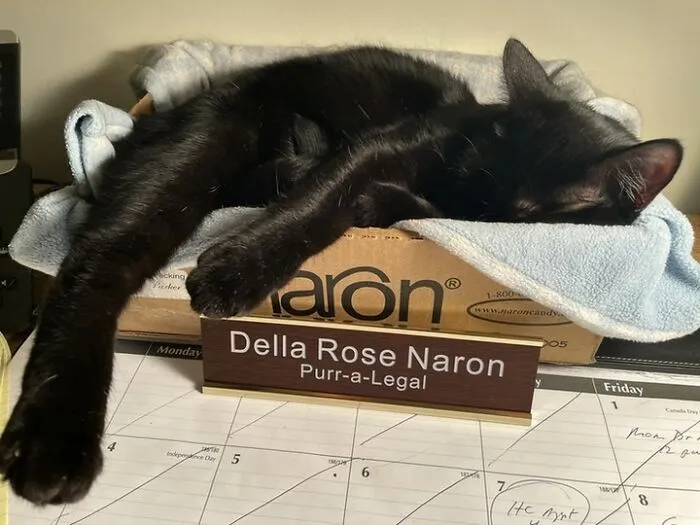 44 Times Cats Joined The Workforce And Immediately Became The Boss, As Shared By This Community