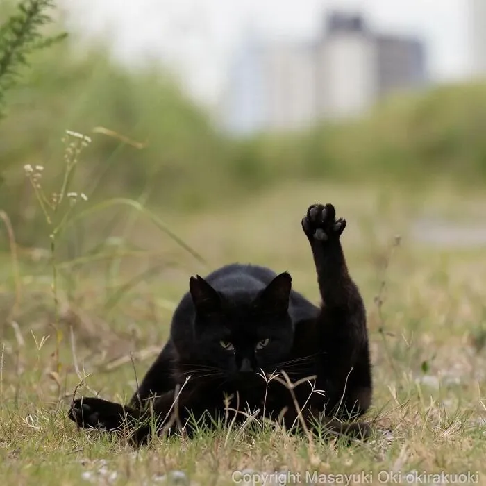 50 Black Cats Caught In Funny, Curious, And Unexpected Moments By Masayuki Oki