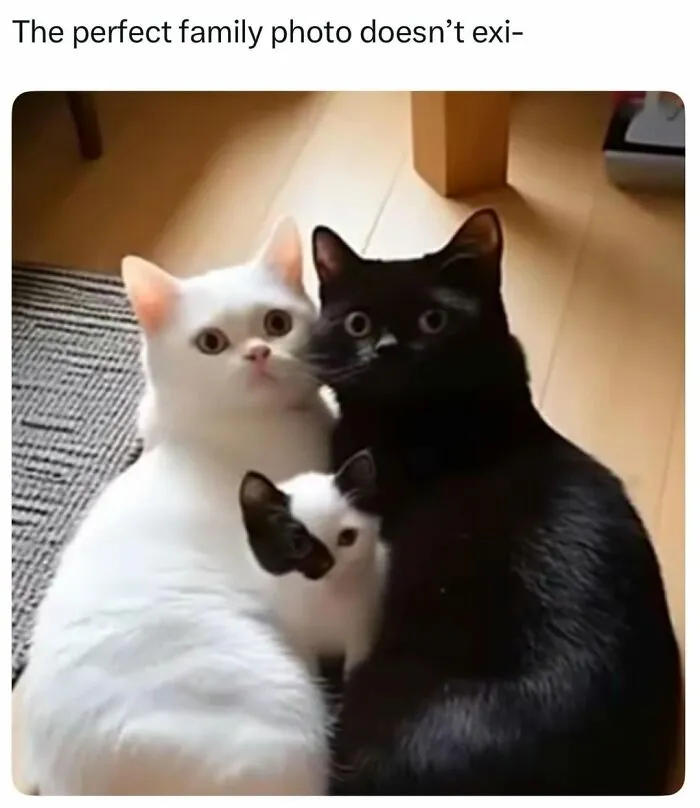 70 Funny Cat Memes Shared By This Page To Send Your Furry Friend And Lift Your Spirits