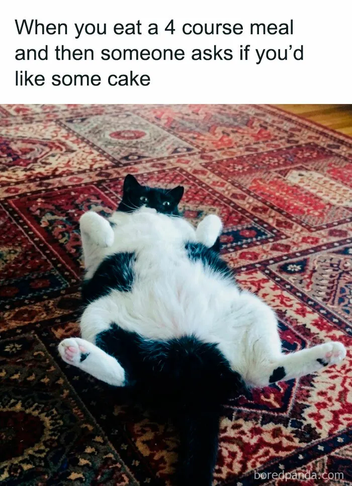 78 Funny Animal Memes That Might Just Improve Your Mood