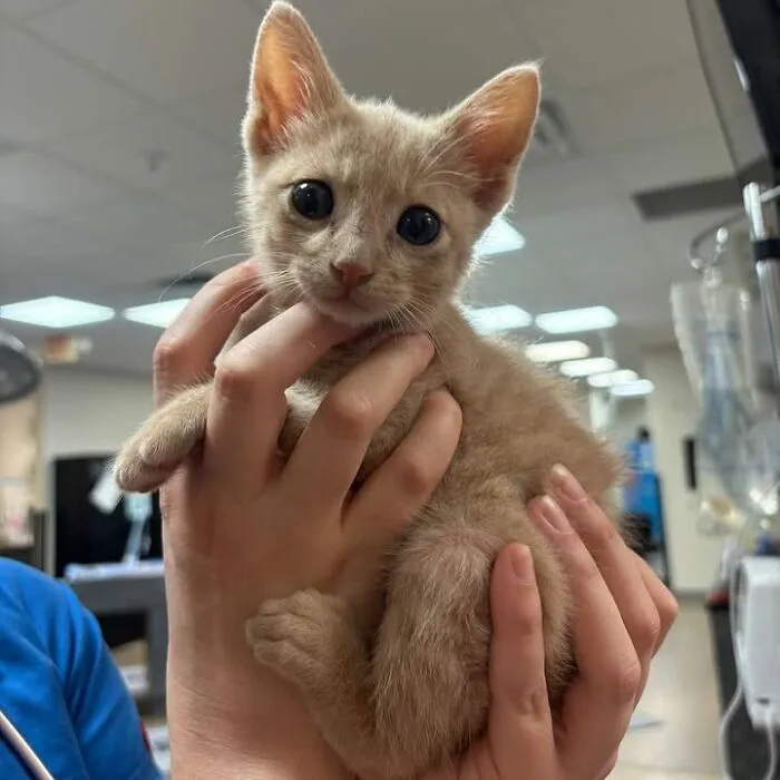 This Page Shared 45 Pics Of Cats Who Turned Routine Vet Visits Into Comedy