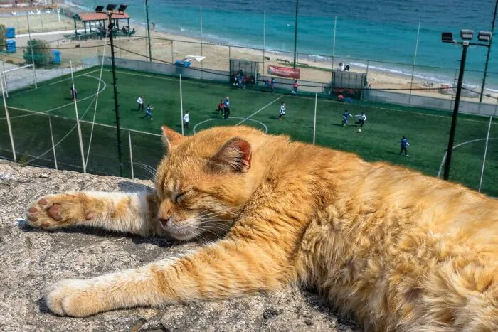 This Street Photographer Took 26 Pics Capturing Animals’ Odd And Hilarious Moments