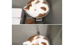 48 Of The Funniest Cat Memes Shared By This Page That Are Impossible Not To Laugh At