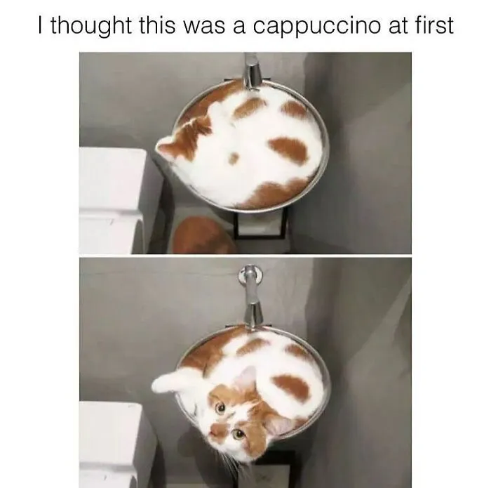 48 Of The Funniest Cat Memes Shared By This Page That Are Impossible Not To Laugh At